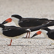 Black Skimmer, Goose Island State Park, Texas